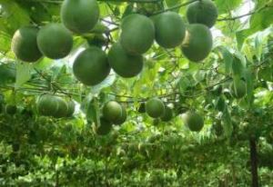 Fructus Momordicae ekstrakta