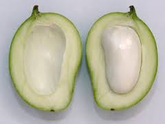 Ekstrakt semen mango