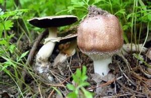 Agaricus Blazei Murill ekstrakta