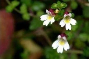Izvleček Eyebright