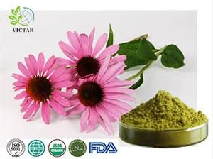 Echinacea ekstrakt v prahu